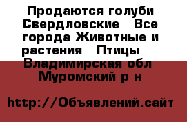 Продаются голуби Свердловские - Все города Животные и растения » Птицы   . Владимирская обл.,Муромский р-н